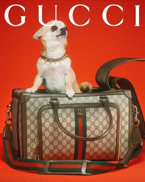 fake gucci pet|gucci pet collection.